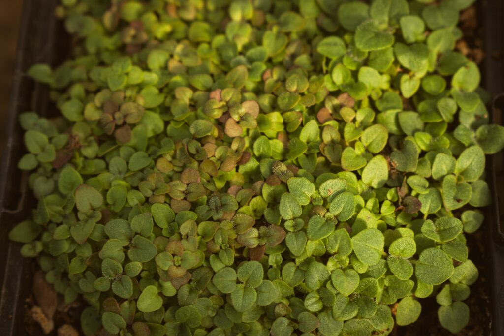 A close-up of fresh oregano leaves in a garden setting, showcasing vibrant green color and rich texture.